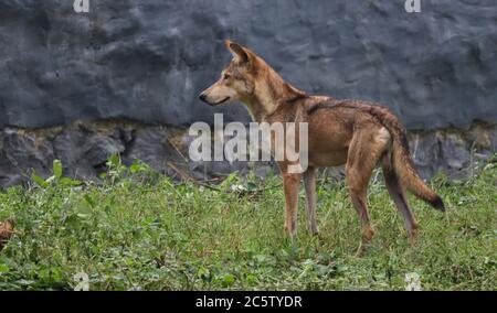 Indischer Wolf steht in einem Dschungel Stockfoto