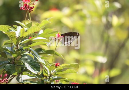 Schmetterling sitzt auf einer Blume in einem Garten Stockfoto
