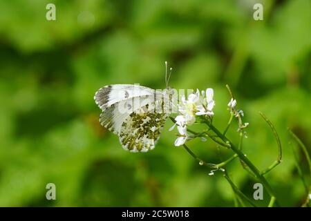 Weibliche Orange Spitze (Anthocharis cardamines), Familie Pieridae. Knoblauchsenf (Alliaria petiolata), Familie Brassicaceae, Cruciferae. Frühling, Niederlande Stockfoto