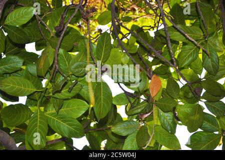 Jackfruit Baum Stockfoto