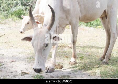 Indische indigene Kuh grasen zusammen mit Kalb Stockfoto