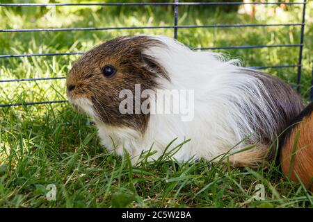 Meerschweinchen unter einem Draht-einzäunung in einem Garten Stockfoto