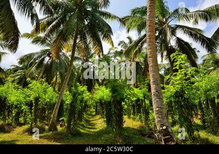 Vanilleplantage an den sonnigen Tag auf den Seychellen Insel La Digue Stockfoto