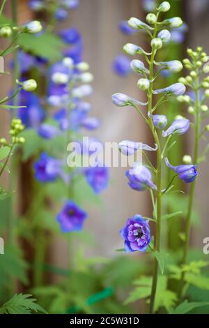 Delphinium, lila, typische hohe Gartenpflanze Stockfoto