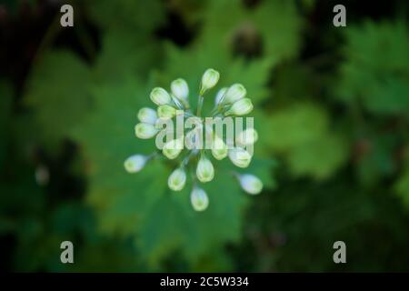 Delphinium, lila, typische hohe Gartenpflanze Stockfoto