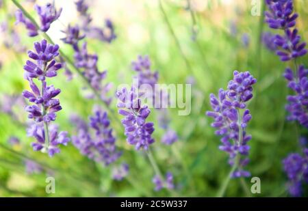 Delphinium, lila, typische hohe Gartenpflanze Stockfoto