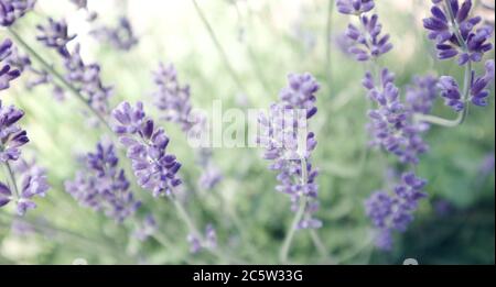 Delphinium, lila, typische hohe Gartenpflanze Stockfoto