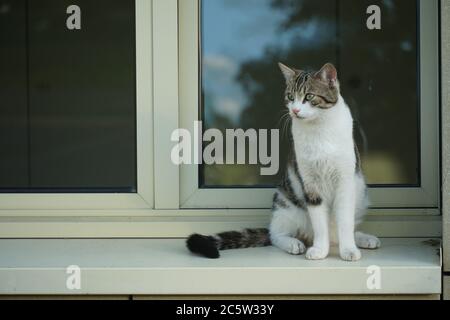 Weiße, graue und schwarze, schattierte Katze, Felis catus, Hausarten von kleinen fleischfressenden Säugetieren, die auf der Brüstung von Fenster oder Fensterbank sitzen. Stockfoto