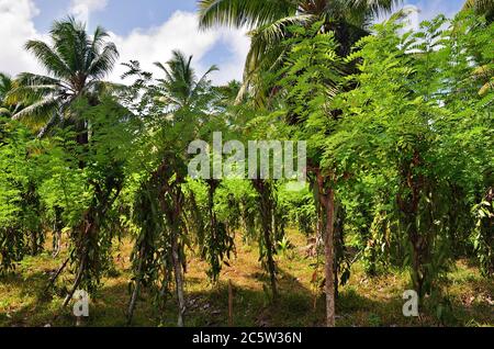 Vanilleplantage an den sonnigen Tag auf den Seychellen Insel La Digue Stockfoto