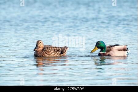 Mallard (Anas platyrhynchos) Paar (Balgzand) Stockfoto