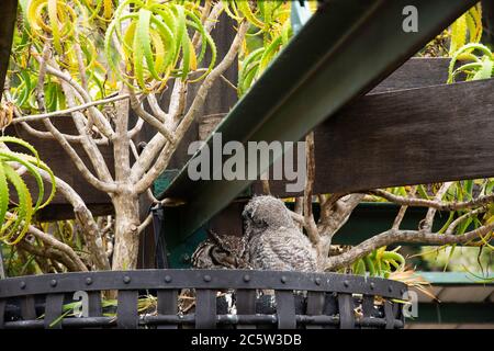 African Spotted Eagle-Owl mit Küken nisten in Cape Town Botanical Gardens in Südafrika Stockfoto