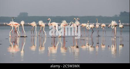 Flamingos Herde im See stehen Stockfoto