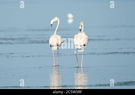 Flamingo Paar Wandern in einem See Stockfoto