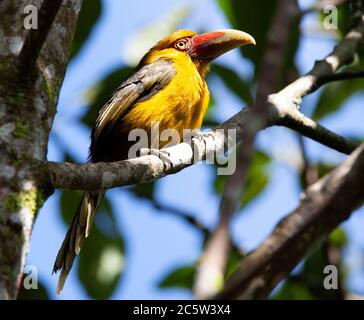 Safran Toucanet bailloni (Pteroglossus) Stockfoto