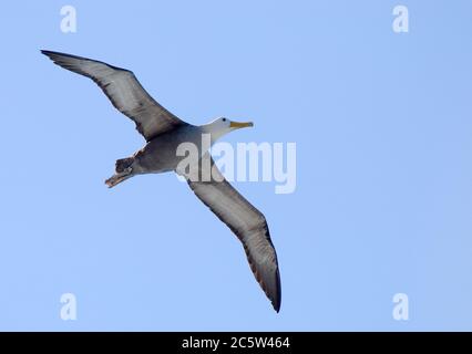 Gewellter Abatross (Phoebastria irrorata) Erwachsener im Flug über Española Stockfoto