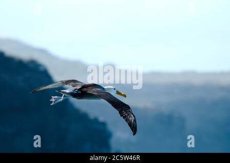 Gewellter Abatross (Phoebastria irrorata) Erwachsener im Flug über Española Stockfoto