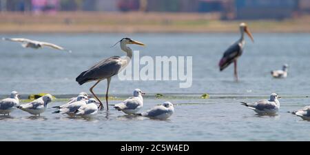 Graureiher Fischen in einem See zusammen mit Möwen und bemalten Storch Stockfoto