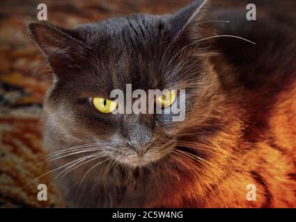 Porträt einer langhaarigen grauen Katze Nebelung Nahaufnahme Stockfoto