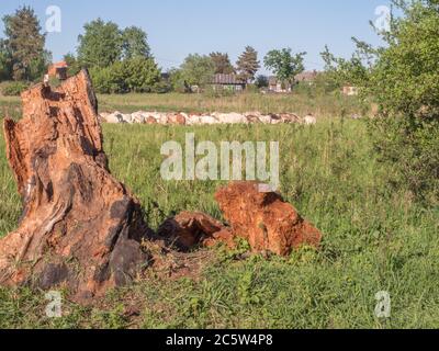 Ziegen weiden auf einer Wiese bei Warschau. Polen. Natura 2000-Gebiet. Stockfoto