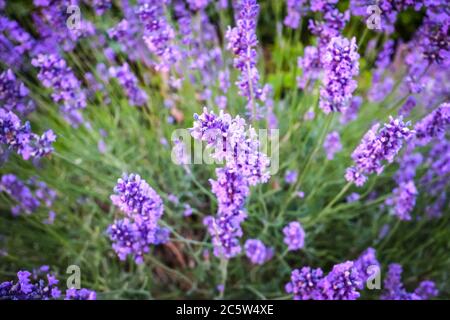 Lavendel in Blüte. Lavandula angustifolia (echter Lavendel oder Gartenlavender, früher Lavandula officinalis) ist eine Pflanze aus der Familie der Lamiaceae. Stockfoto