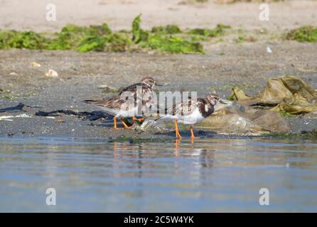 Steinvögel stehen an einem Ufer Stockfoto