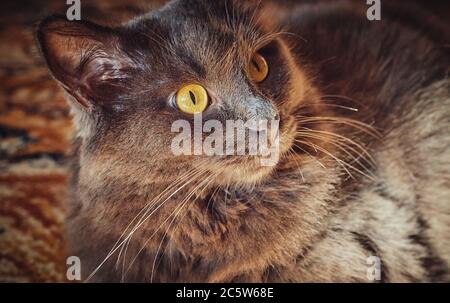 Porträt einer langhaarigen grauen Katze Nebelung Nahaufnahme Stockfoto