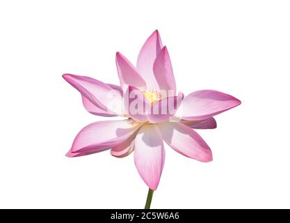 Lotusblüte isoliert auf weißem Hintergrund Stockfoto