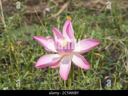Lotusblume Nahaufnahme in einem Sumpf geschossen Stockfoto