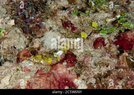 Whiskered Pipefish, Halicampus macrorhynchus, Sabora 2 Tauchplatz, Bangka Island, Nord Sulawesi, Indonesien, Pazifischer Ozean Stockfoto