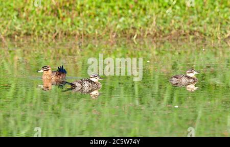 Maskierte Ente (Nomonyx dominicus) Weibchen und Männchen im Pool bei Regua Stockfoto