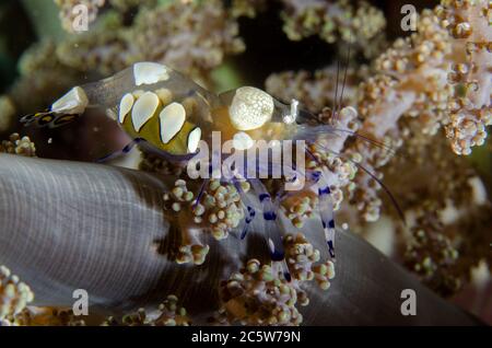 Pfauenschwanz-Anemone Shrimp, Periclimenes brevicarpalis, in Anemone, Tanjung Usi 2 Tauchplatz, Bangka Island, Nord Sulawesi, Indonesien, Pazifischer Ozean Stockfoto