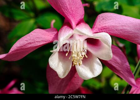 Aquilegia Frühling Magic Rose und Weiß, Frühling magische Serie, Ranunculaceae, aquilegia Stockfoto