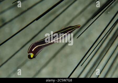 Seeigel-Anglerfisch, Diademichthys lineatus, in Seeigel Siphonfish, Siphamia tubifer, Muka Linggua Tauchplatz, Bangka Island, Nord Sulawesi, Indonesien, Pa Stockfoto