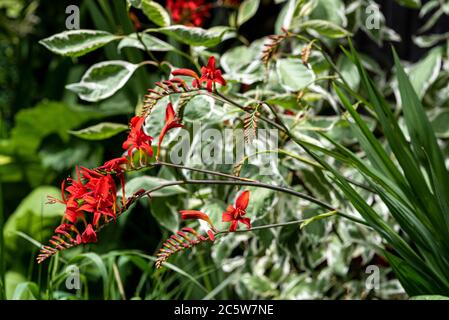 Crocosmia Lucifer, Iridaceae, rote Blume, Cornus alba Elegantissima Stockfoto