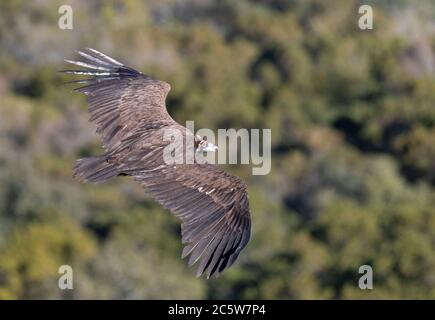 Geier (Aegypius monachus) in der Extremadura in Spanien. Schweben über Naturwald auf dem Land. Stockfoto