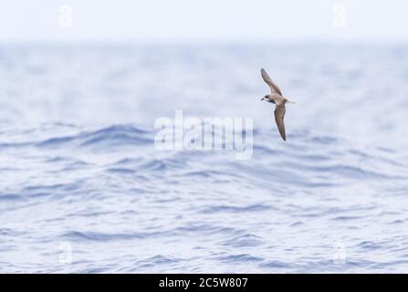 Gefährdeter Zino-Sturmvogel (Pterodroma madeira) im Flug über den Atlantik bei Madeira. Stockfoto