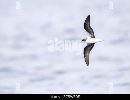 Gefährdeter Zino-Sturmvogel (Pterodroma madeira) im Flug über den Atlantik bei Madeira. Stockfoto