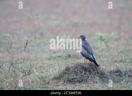 Bussard mit weißen Augen (Butastur teesa) auf dem Boden. Stockfoto