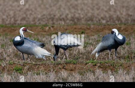 Überwinternder Weißnackenkranich (Antigone vipio) auf der Insel Kyushu in Japan. Drei Vögel ruhen und verpfuschen. Stockfoto