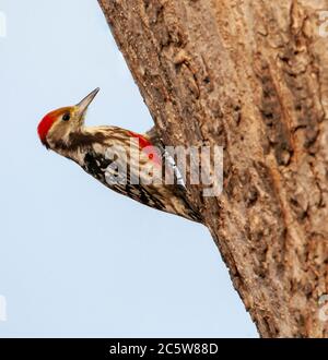 Gelbstirnasenspecht (Leiopicus mahrattensis), auch als Mahratta-Specht bekannt, auf einem Baum auf Nahrungssuche. Stockfoto