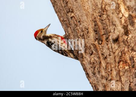 Gelbstirnasenspecht (Leiopicus mahrattensis), auch als Mahratta-Specht bekannt, auf einem Baum auf Nahrungssuche. Stockfoto