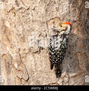 Gelbstirnasenspecht (Leiopicus mahrattensis), auch als Mahratta-Specht bekannt, auf einem Baum auf Nahrungssuche. Auf der Rückseite gesehen. Stockfoto