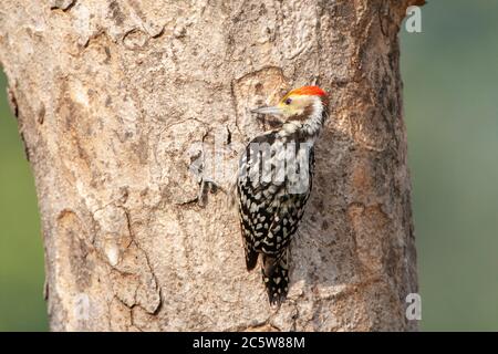 Gelbstirnasenspecht (Leiopicus mahrattensis), auch als Mahratta-Specht bekannt, auf einem Baum auf Nahrungssuche. Auf der Rückseite gesehen. Stockfoto