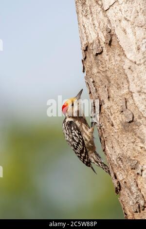 Erwachsener Gelbstirnasenspecht (Leiopicus mahrattensis), auch als Mahratta-Specht bekannt, auf einem Baum auf Nahrungssuche. Stockfoto