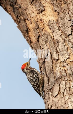 Gelbstirnasenspecht (Leiopicus mahrattensis), auch als Mahratta-Specht bekannt. Klammte an die Rinde und schaute nach oben. Stockfoto