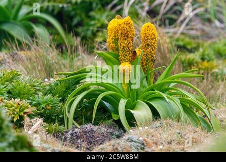 Ross Lily (Bulbinella rossii) wächst auf Enderby Island, Teil der Auckland Islands, Neuseeland. Es ist eines der subantarktischen Megakräuter. Stockfoto