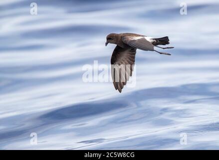 Wilsons Sturmsturmsturmvogel (Oceanites oceanicus) im Flug über die atlantische Ozeanoberfläche vor Madeira. Stockfoto