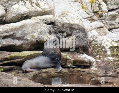 Erwachsener Rüde Neuseeland Seelöwe (Phocarctos hookeri) mit großen Mägen, ruht auf steilen Klippen auf den Schlingen, Neuseeland. Auch bekannt als Hooker’s Sea Li Stockfoto