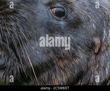 Nahaufnahme eines männlichen Seelöwen (Phocarctos hookeri) auf Enderby Island, Auckland Islands, Neuseeland. Auch bekannt als Hooker's Sea Lion. Stockfoto