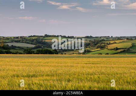 Die Abendsonne scheint auf Getreidefeldern und Viehweiden auf den hügeligen Cotswold Hills bei Bath an der Grenze zwischen Somerset und Gloucestersh Stockfoto